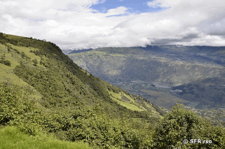 Vegetation Hang im Pastazatal, Ecuador