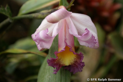 Sobralia Orchidee in Mindo in Ecuador