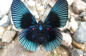 Schmetterling Riodinidae in Ecuador
