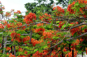 Flammenbaum in Puerto Ayora, Galapagos