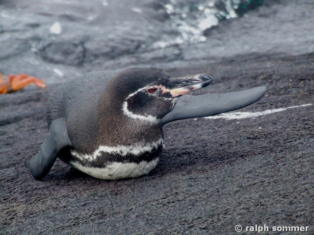 Humboldt Pinguin Spheniscus homboldti watend Galapagos