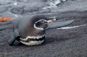 Humboldt Pinguin Spheniscus homboldti watend Galapagos