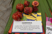 Abnehmfrucht Garcinia cambogia in Ecuador