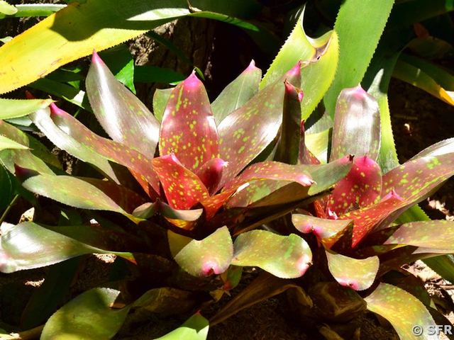 Bromelien im Parque Historico Guayaquil, Ecuador