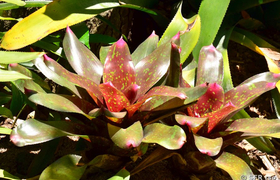 Bromelien im Parque Historico Guayaquil, Ecuador