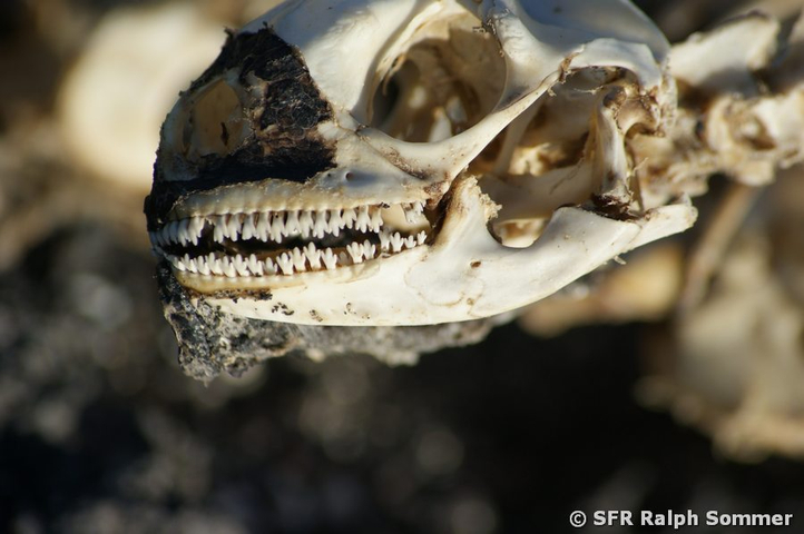 Meerechse Amblyrhynchus cristatus Schädel Skelett Galapagos