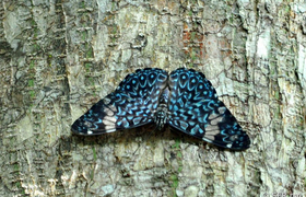 Schmetterling (hamadryas chloe)