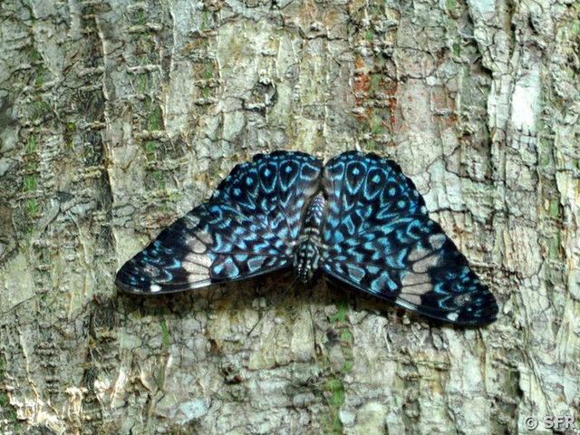 Schmetterling (hamadryas chloe)