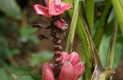 Zierbanane Musa Ornata in Ecuador