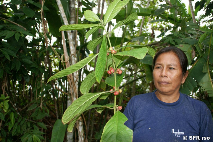 Urwaldfrüchte in Ecuador