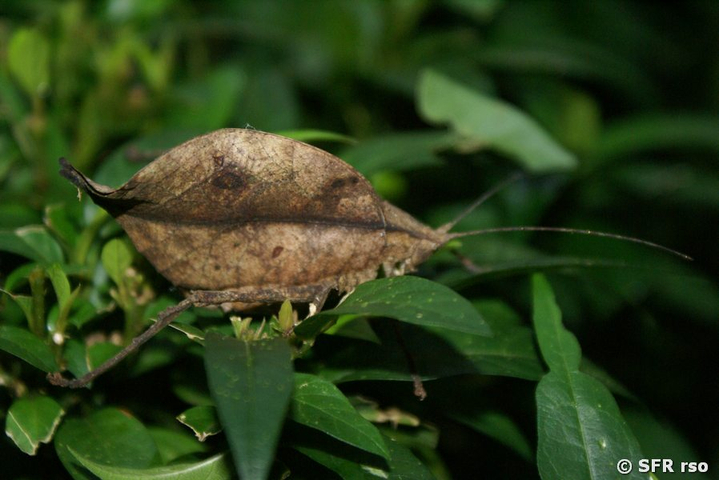 Blattheuschrecke Cotococha lodge in Ecuador