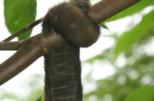 Bruellaffe Klammerschwanz in Ecuador