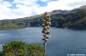 Cuycocha Lagune mit Puya Bromelie im Vordergrund, Ecuador