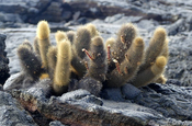 Lava Kaktus Brachycereus nesioticus blühend Galapagos