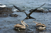 Futterstreit unter Prachtfregattvögel, Galapagos