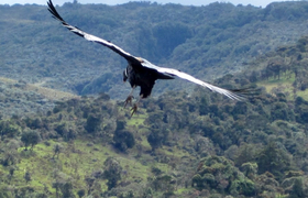 fliegender Andenkondor (vultur gryphus)