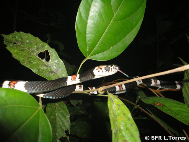Rhinobothyrum Lentiginosum Amazon ring snake in Ecuador