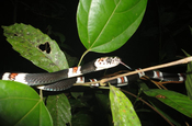 Rhinobothyrum Lentiginosum Amazon ring snake in Ecuador