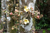 Stammblütler in Ecuador