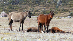 Wildpferde am Cotopaxi