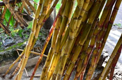 Zuckerrohr in Ecuador