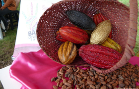Kakao-Schoten in der Finca los Chiparos