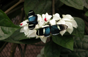 Butterfly Lodge Ecuador