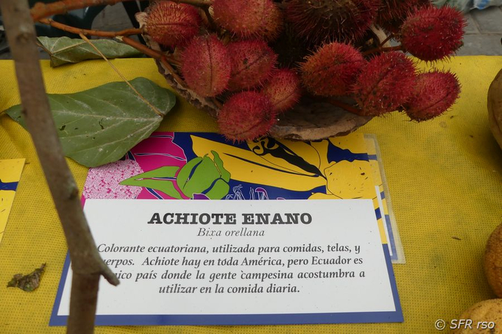Lippenstiftfrucht Bixa orellana in Ecuador