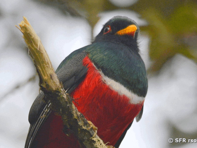 männlicher Trogon