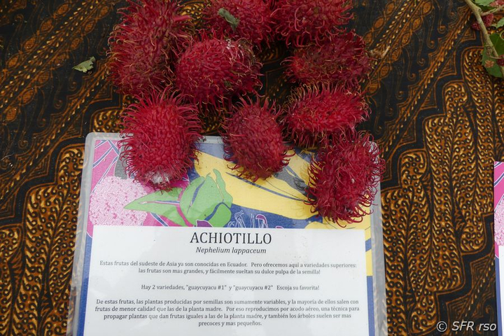 Rambutan haarige Litschi Nephelium lappaceum in Ecuador