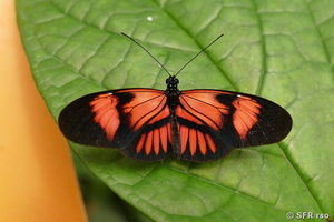 Schmetterling (heliconius melpomene hybrid)