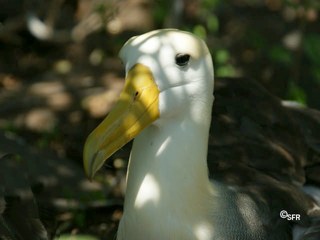 Vögel Galápagos