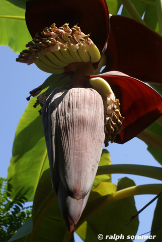Bananenknospe in Ecuador