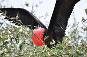 Fregattvogel mit geoeffneten Fluegeln in Ecuador
