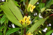 Lippenbluetler Gesneriaceae
