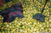 Maracuya Früchte, Ecuador