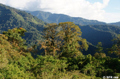 Bernebelwald mittags, Ecuador