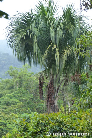 Palme Jardin Etno Botanico Puyo in Ecuador