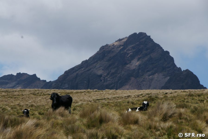 Vieh am Ruminahui Vulkan, Ecuador
