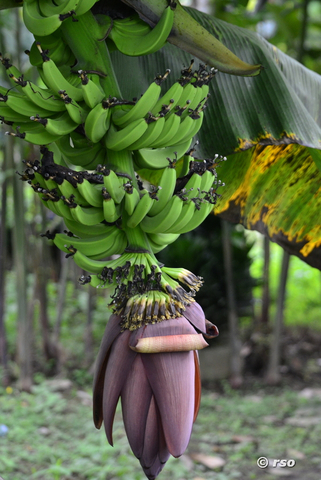 Bananenfruchtstand in Ecuador