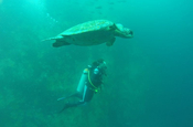 Meeresschildkröte als Begeliter beim Tauchen auf Galápagos