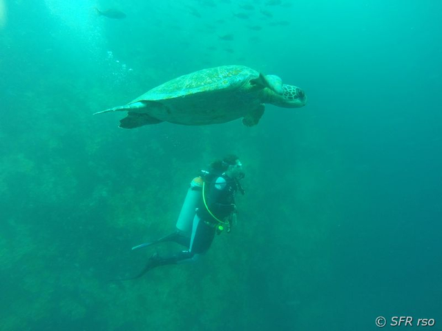 Meeresschildkröte als Begeliter beim Tauchen auf Galápagos