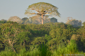 Urwaldgigant Kapokbaum in Ecuador