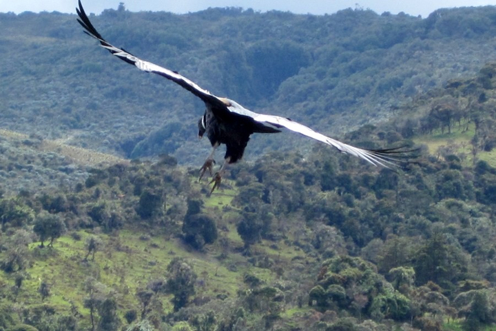 Andenkondor in Ecuador