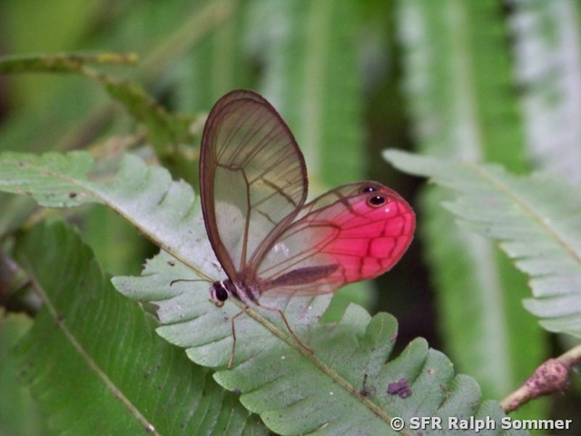 Cithaerias pireta (Nymphalidae) in Ecuador