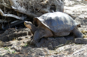 Riesenschildkröte Chelonoidis nigra Darwin Station Santa Cruz Galapagos