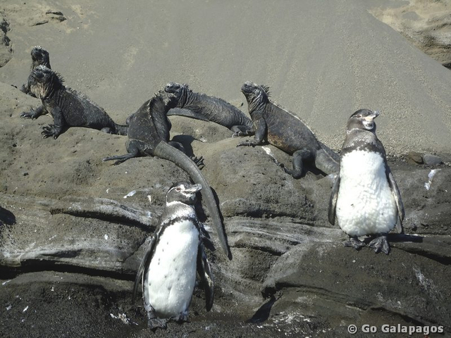 Humboldt Pinguin Spheniscus homboldti und Meerechsen Galapagos