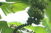 Orito Banane in Ecuador