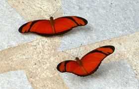 rote-Schmetterlinge-Mandari-Panga