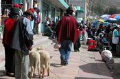Schafkäufer in Calpi, Ecuador